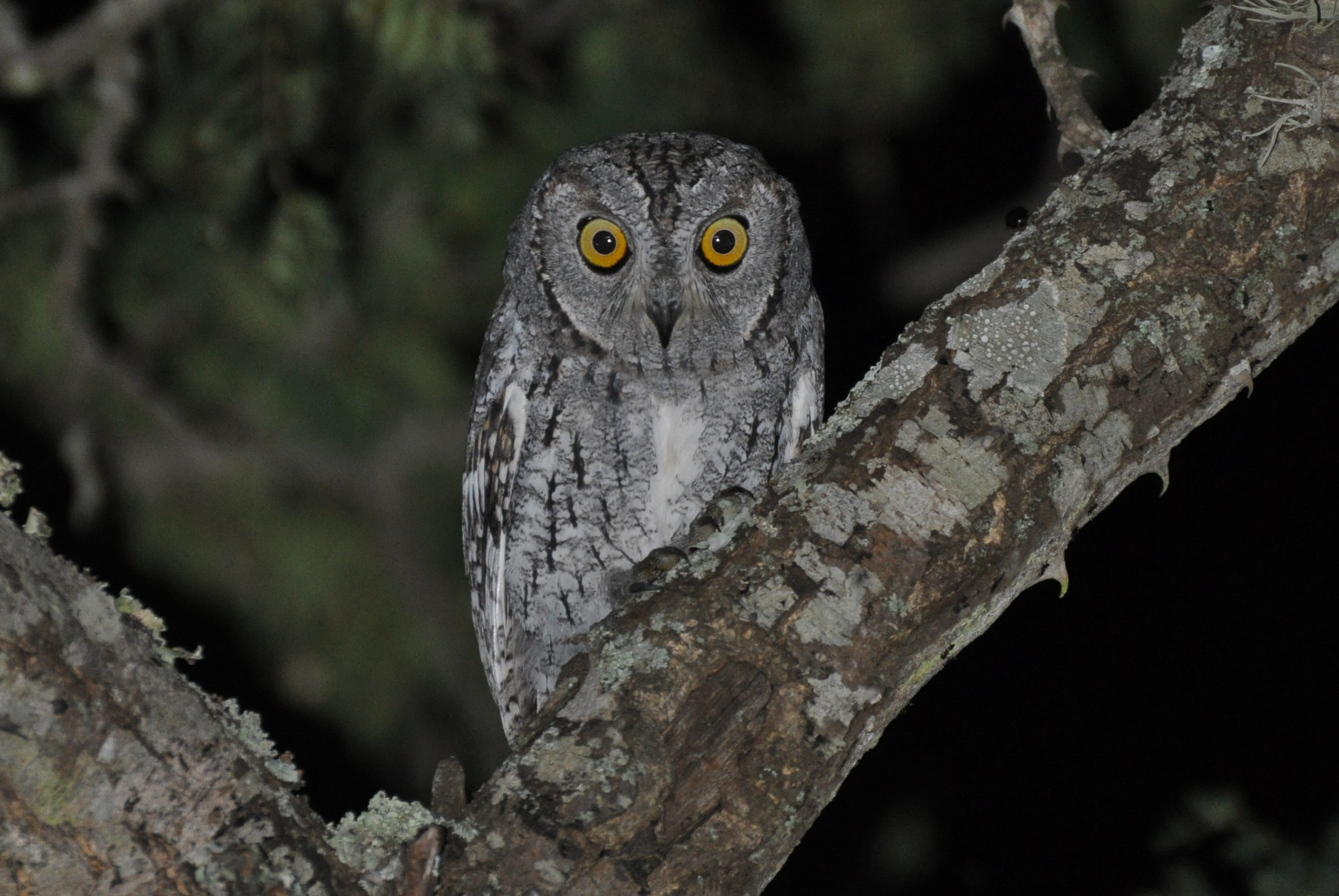 Birding Tour Owls of West Africa