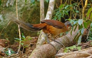 Outback birding tours