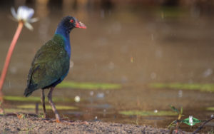 Johannesburg birding tours