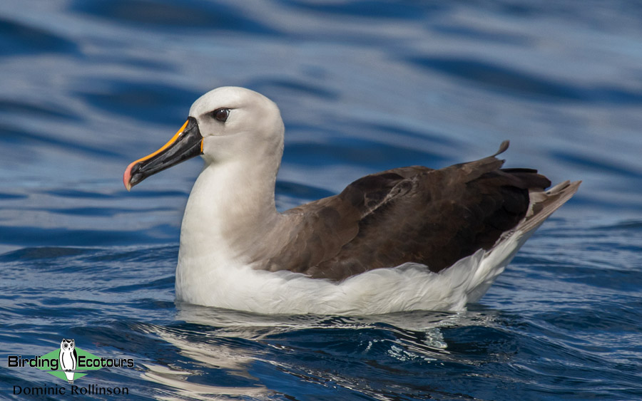 Cape Birding tours