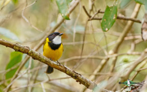 Tasmanian birding tours