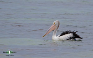 Outback birding tours