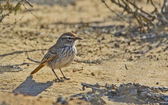 Northern Cape birding