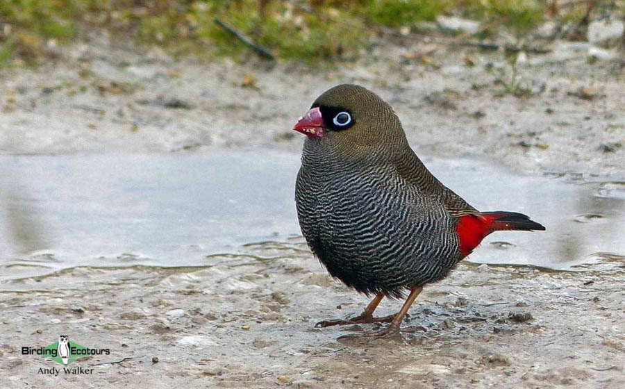 Outback birding tours