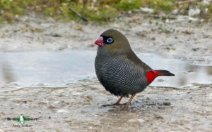 Tasmanian birding tours