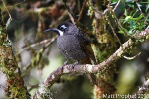 Papua New Guinea birding tours
