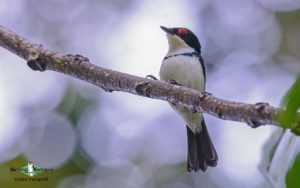 Durban birding tours