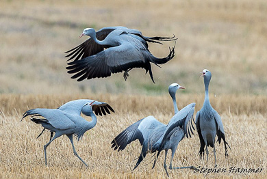 birding tours kzn