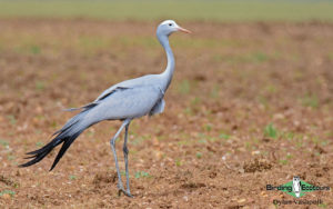 Cape Birding tours