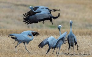 West coast birding trips