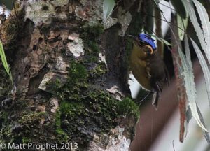 Papua New Guinea birding tours