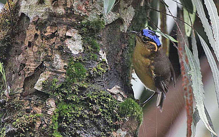 Papua New Guinea birding tours