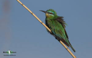 Johannesburg birding tours