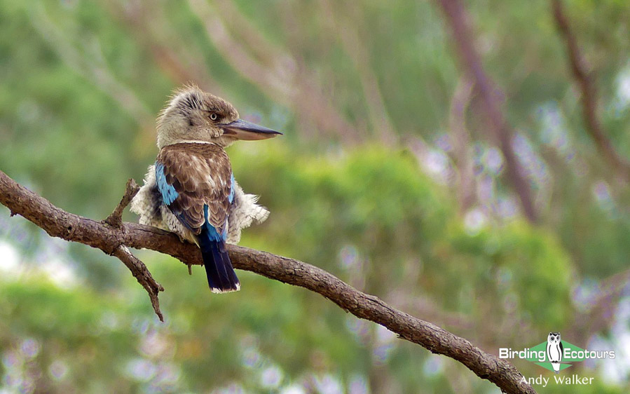 Outback birding tours