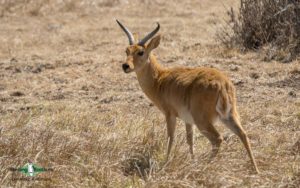 Shelley's Crimsonwing birding tour