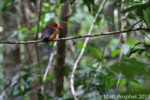 Papua New Guinea birding tours
