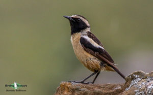 Owls and flufftails birding tours