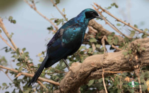 Johannesburg birding tours