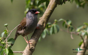 Zimbabwe and Mozambique birding tour