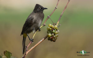 West coast birding trips