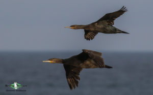 Cape Peninsula birding tours