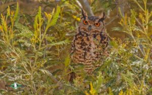 Owls and flufftails tours