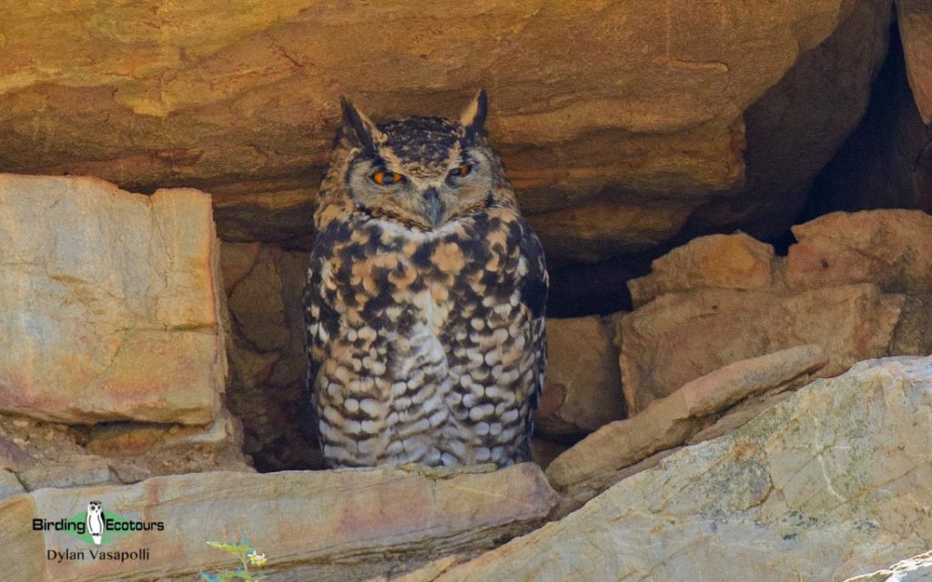 Owls and flufftails birding tours