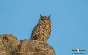 Drakensberg birding tours