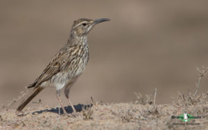 West coast birding trips