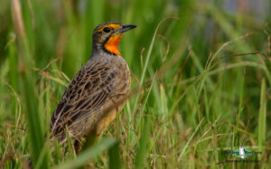 Agulhas Plains birding tours