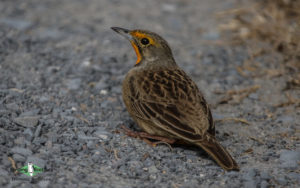 Owls and flufftails birding tours