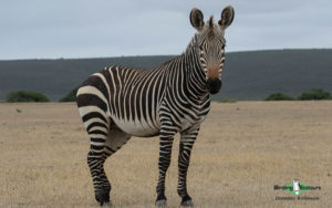 Agulhas Plains birding tours