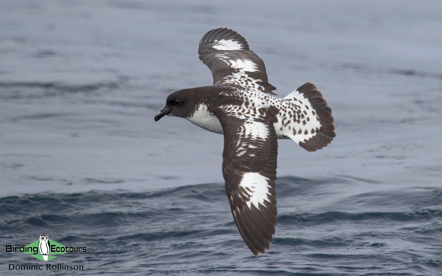 Cape Birding tours