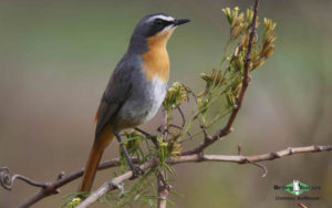 Johannesburg botanical gardens birding tours