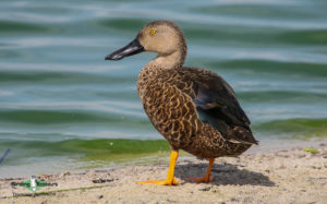 Cape Peninsula birding tours