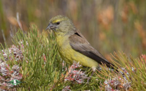 Agulhas Plains birding tours