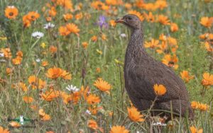 Agulhas Plains birding tours