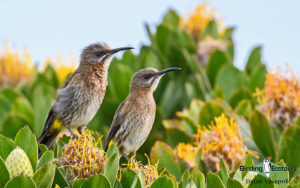 Cape Birding tours