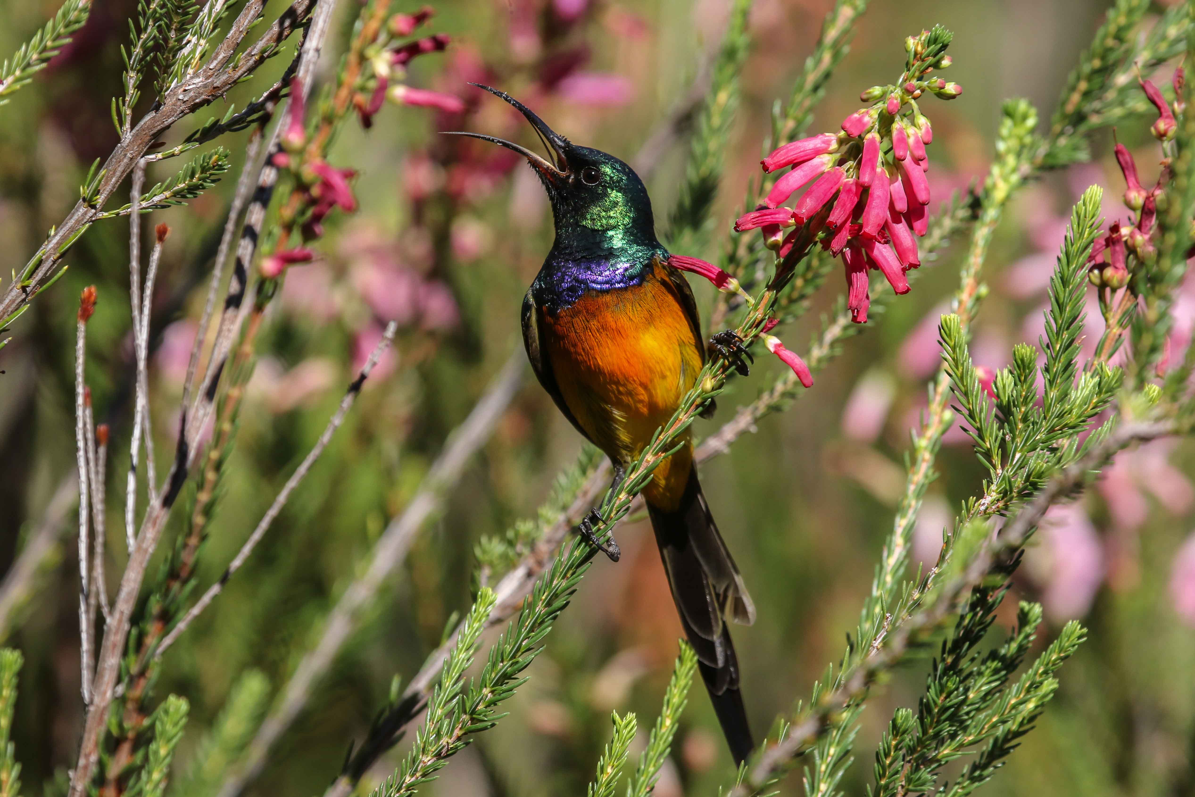 Birding Tours - Birding Ecotours