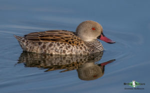 Cape Peninsula birding tours