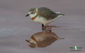 West coast birding trips