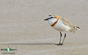 Cape Birding tours