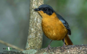 Garden route birding tours