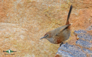 Northern Cape birding tours