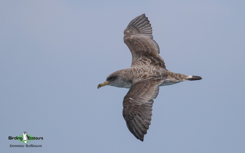 Cape pelagic