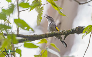 Tasmanian birding tours