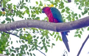 Pacific islands birding tours