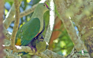 Pacific islands birding tours