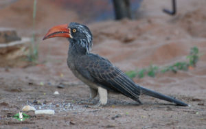 Durban birding tours