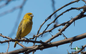 Johannesburg birding tours